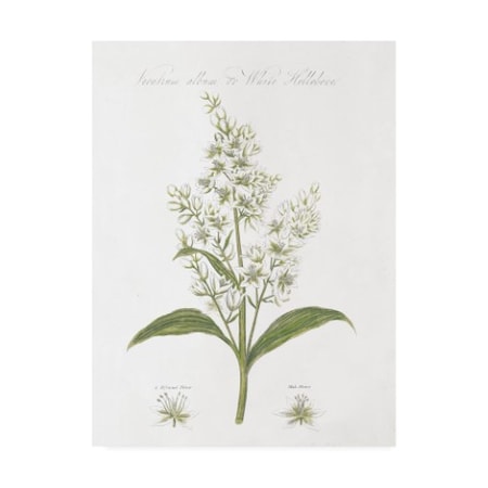 Wild Apple Portfolio 'Botany Book Xi White Green' Canvas Art,35x47